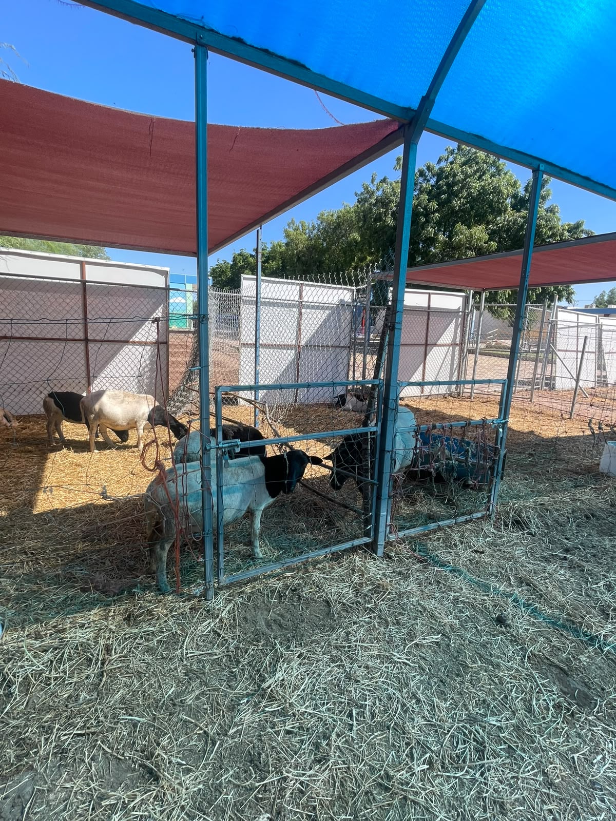 Granja Teresiana